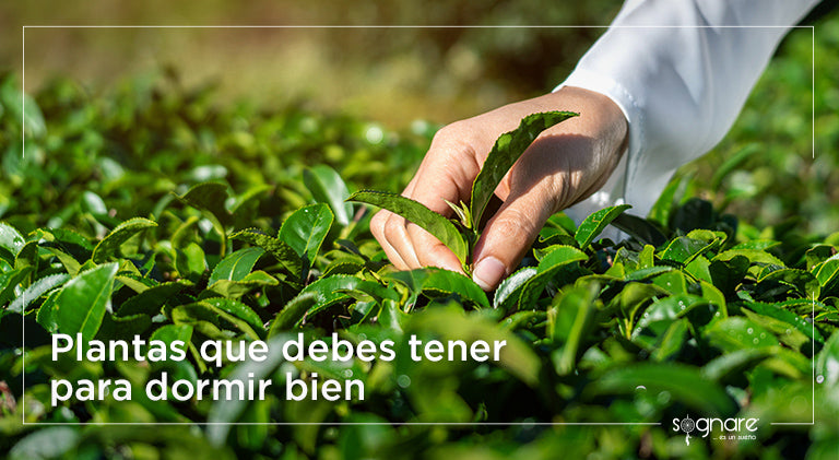 Plantas que debes tener para dormir bien