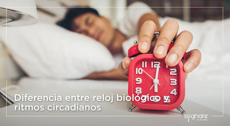 Diferencia entre reloj biológico y ritmos circadianos