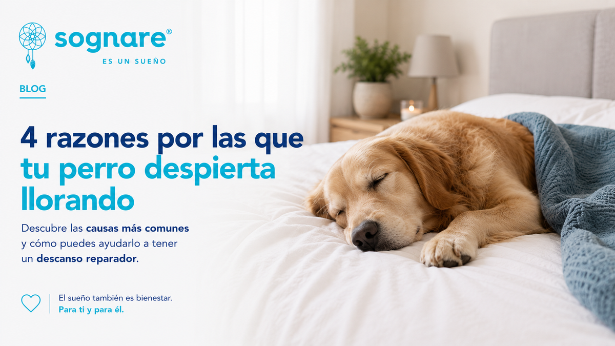 4 Razones por las que tu perro despierta llorando