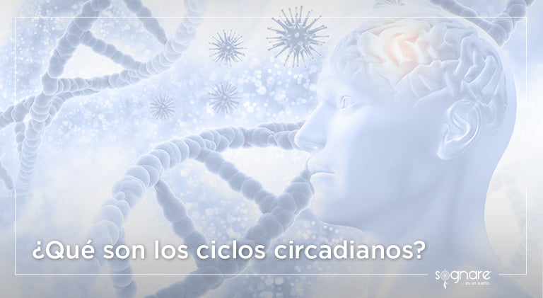 ¿Qué son los ciclos circadianos?