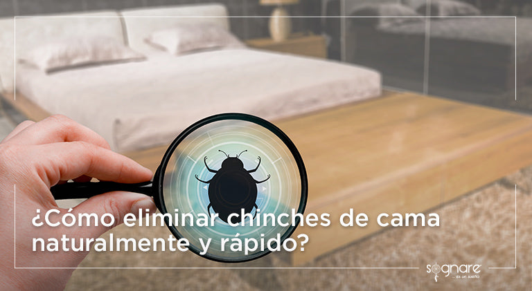 ¿Cómo eliminar chinches de cama naturalmente y rápido?